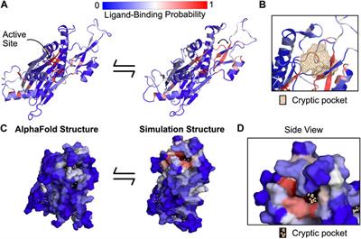 Discovery of a cryptic pocket in the AI-predicted structure of PPM1D phosphatase explains the binding site and potency of its allosteric inhibitors